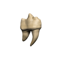 Dungeons & Dragons Teeth of Dahlver-Nar Bite-Sized Artifact